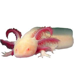 Golden Albino Axolotl